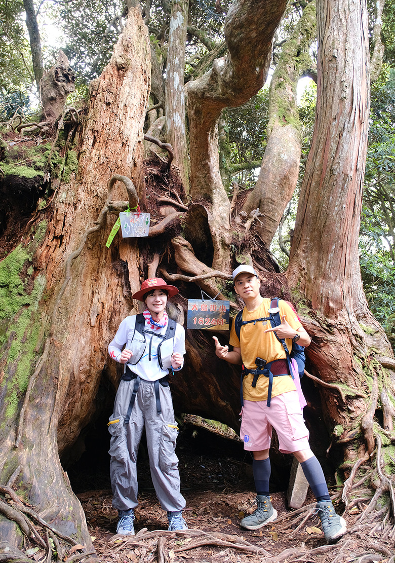 【高島縱走】走進六星級柳杉森林，一日高台山與島田三山