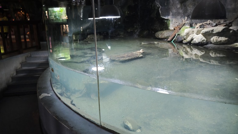 另類的父親節 - 台北市立動物園 "夜之動物園" 遊記分享~