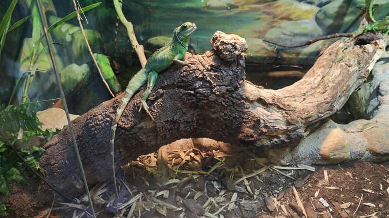 另類的父親節 - 台北市立動物園 "夜之動物園" 遊記分享~