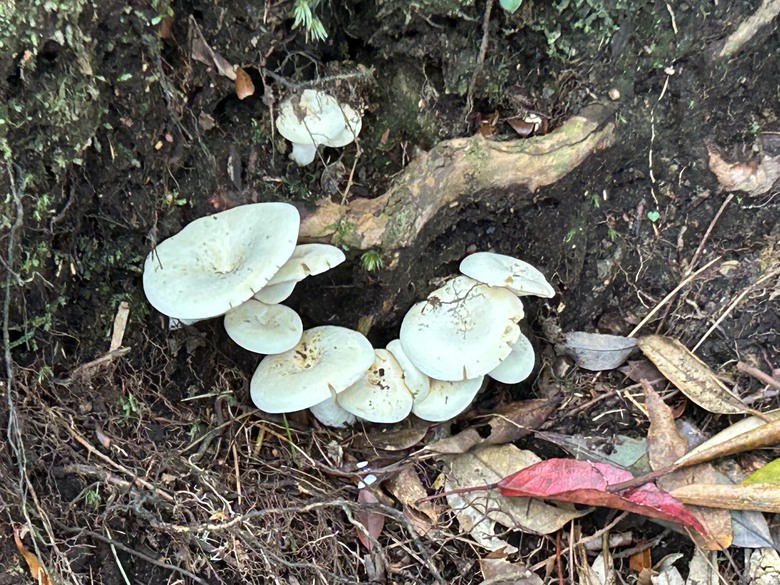 苗 栗 最 高 峰 加 里 山 ( 台 版 富 士 山 )