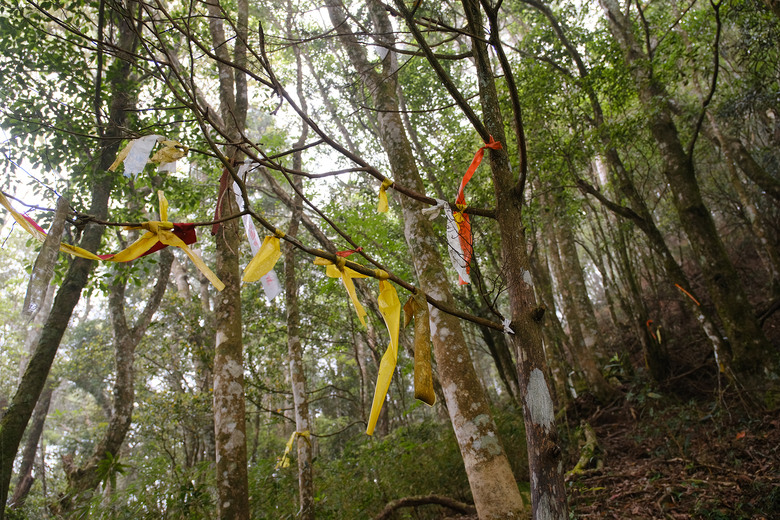 【高島縱走】走進六星級柳杉森林，一日高台山與島田三山