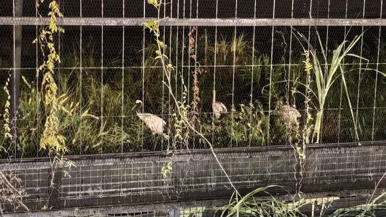 另類的父親節 - 台北市立動物園 "夜之動物園" 遊記分享~