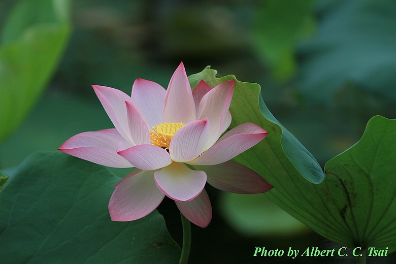 【攝影比賽突圍心法】Canon 5D3 / 6D / 7D2 單反經典重溫：從四幅得獎作品看逆向思維
