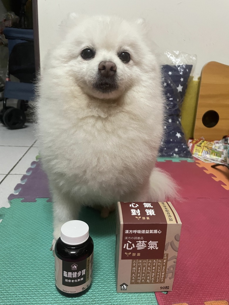 [心得] 11歲博美後腳不敢著地與氣管保養！漢方肌力與氣血調理分享