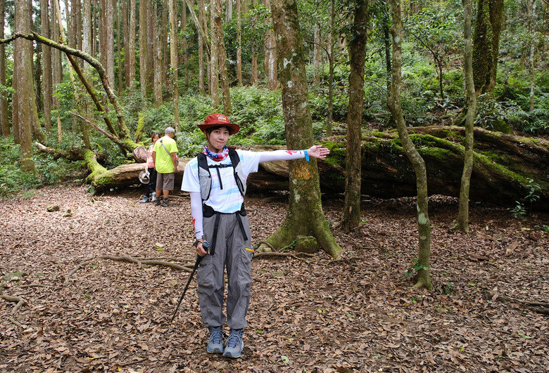 【高島縱走】走進六星級柳杉森林，一日高台山與島田三山