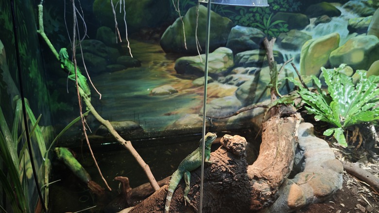 另類的父親節 - 台北市立動物園 "夜之動物園" 遊記分享~