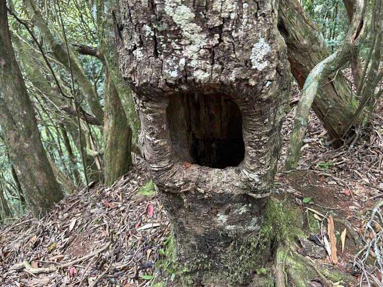 苗 栗 最 高 峰 加 里 山 ( 台 版 富 士 山 )