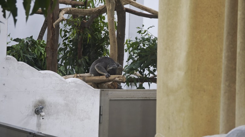 另類的父親節 - 台北市立動物園 "夜之動物園" 遊記分享~