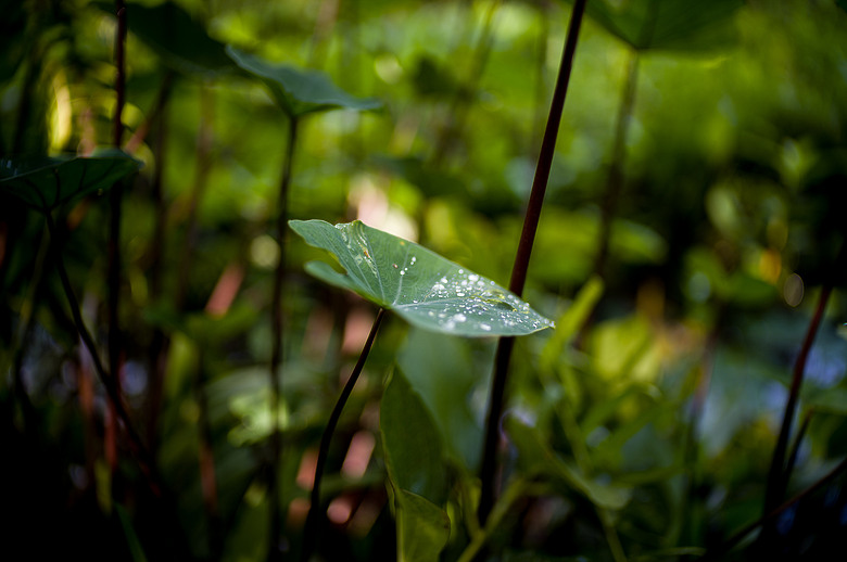 Leica Noctilux-M 35mm f1.2 簡單使用分享