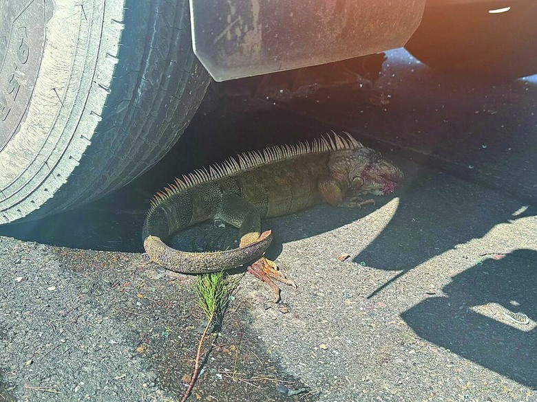 台南 濱海 七股區。車禍主因。綠鬣蜥......導致大爺被學長修理 慘