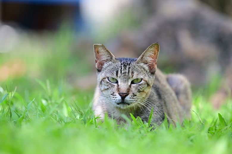 點我看大圖 以水為主題開箱Nikon 70-200mm F2.8 SII,崁頂滯洪池、石門水庫排洪、三坑紅橋、山豬湖、月眉落羽松及中庄調整池。