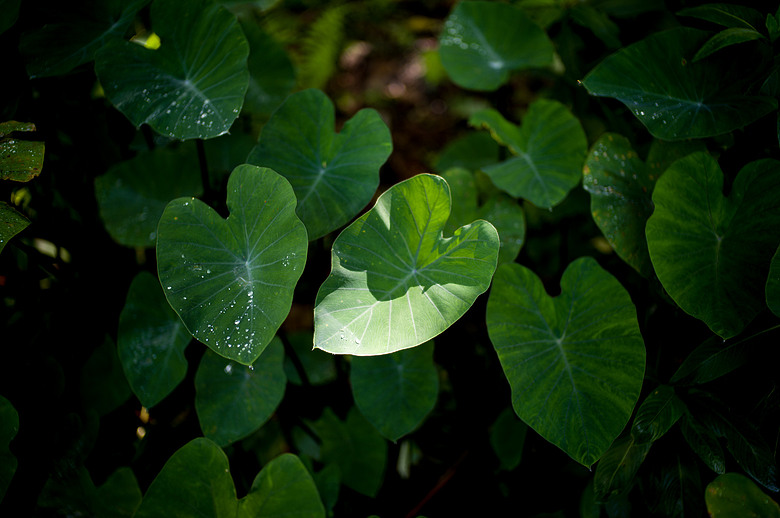 Leica Noctilux-M 35mm f1.2 簡單使用分享