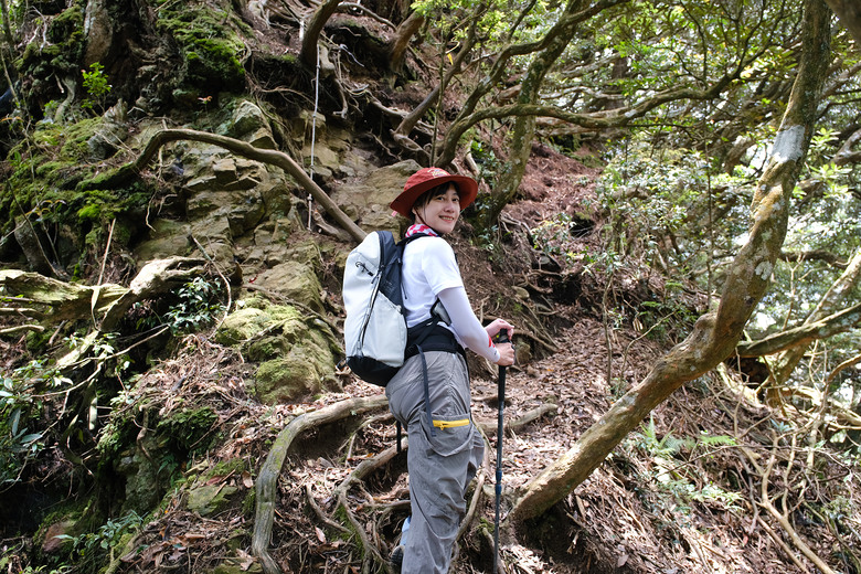 【高島縱走】走進六星級柳杉森林，一日高台山與島田三山