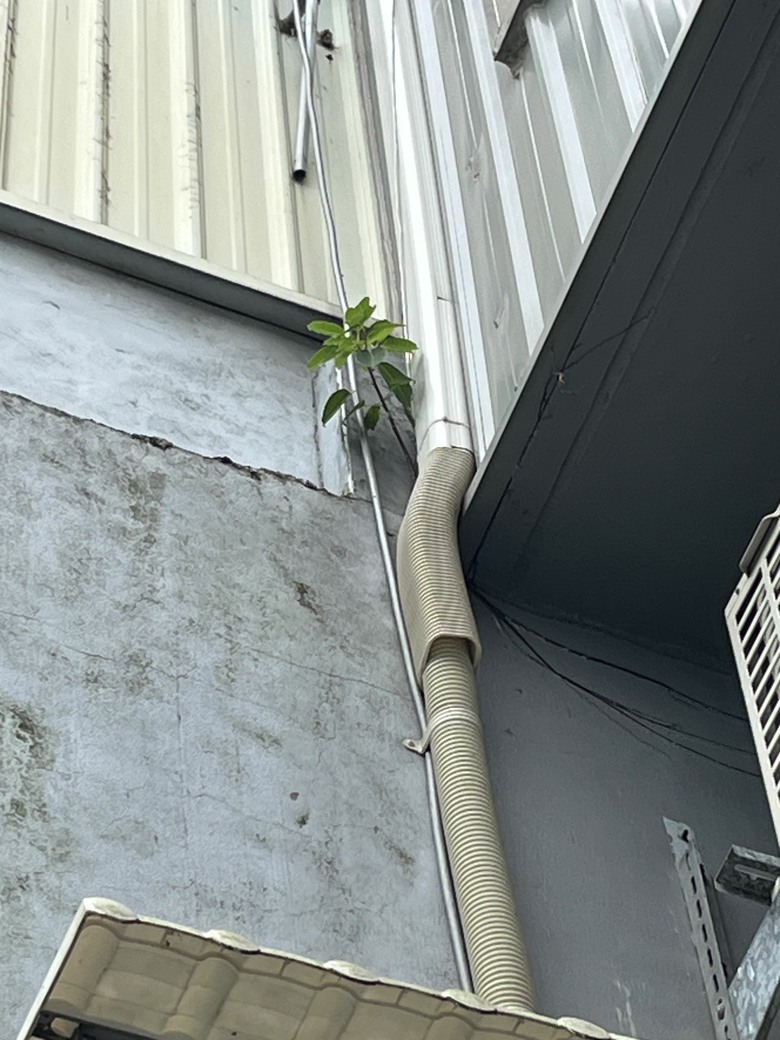 三樓陽台長榕樹苗要如何清除