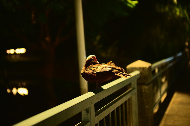 ZF+LAOWA Argus 45mm f/0.95 麗池-夜
