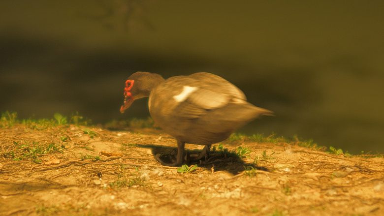 ZF+LAOWA Argus 45mm f/0.95 麗池-夜