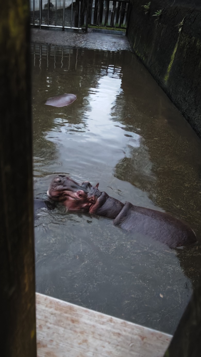 另類的父親節 - 台北市立動物園 "夜之動物園" 遊記分享~