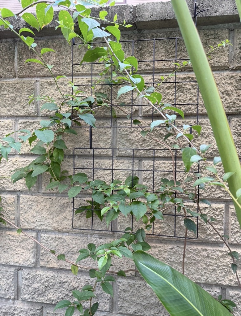 沙鹿園藝綠植牆diy掛盆+鐵架有人要嗎？