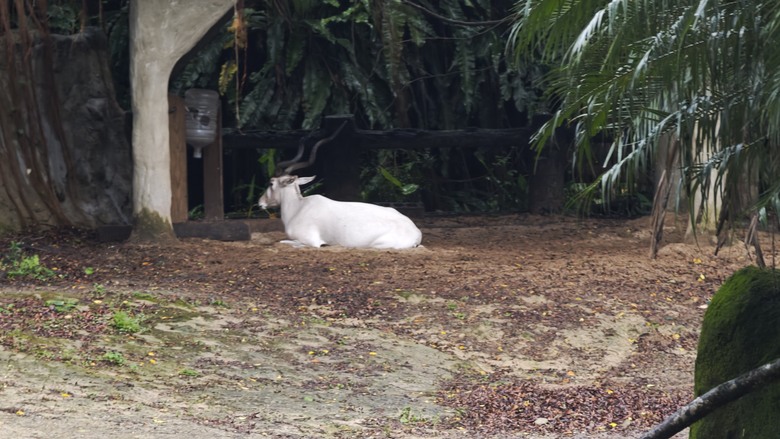另類的父親節 - 台北市立動物園 "夜之動物園" 遊記分享~
