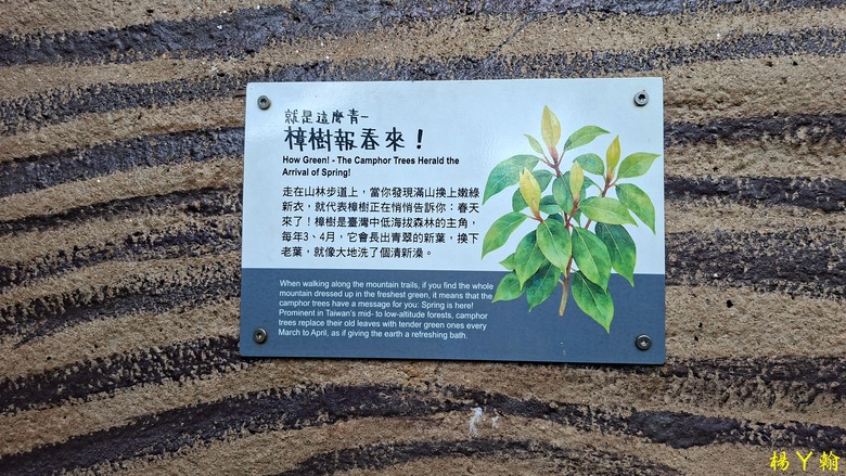 【微笑山線】全新登山步道，大湖之森自然步道，輕鬆健行享受森林浴