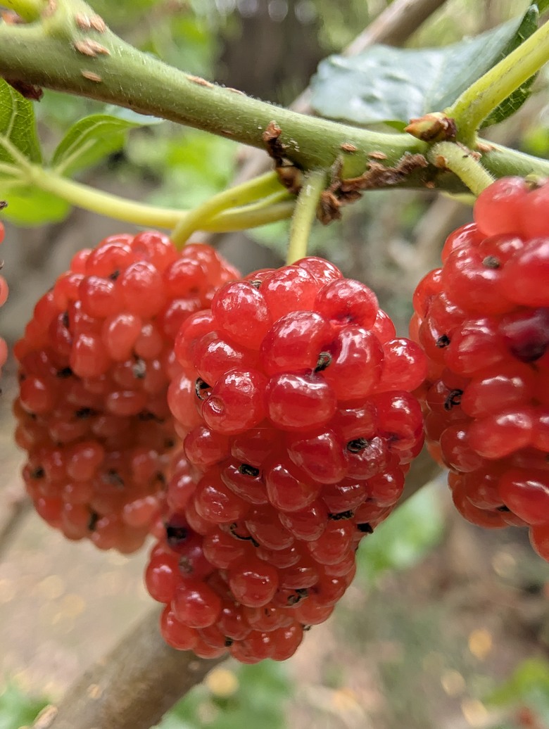 點我看大圖 Pixel 10 Pro 半年心得