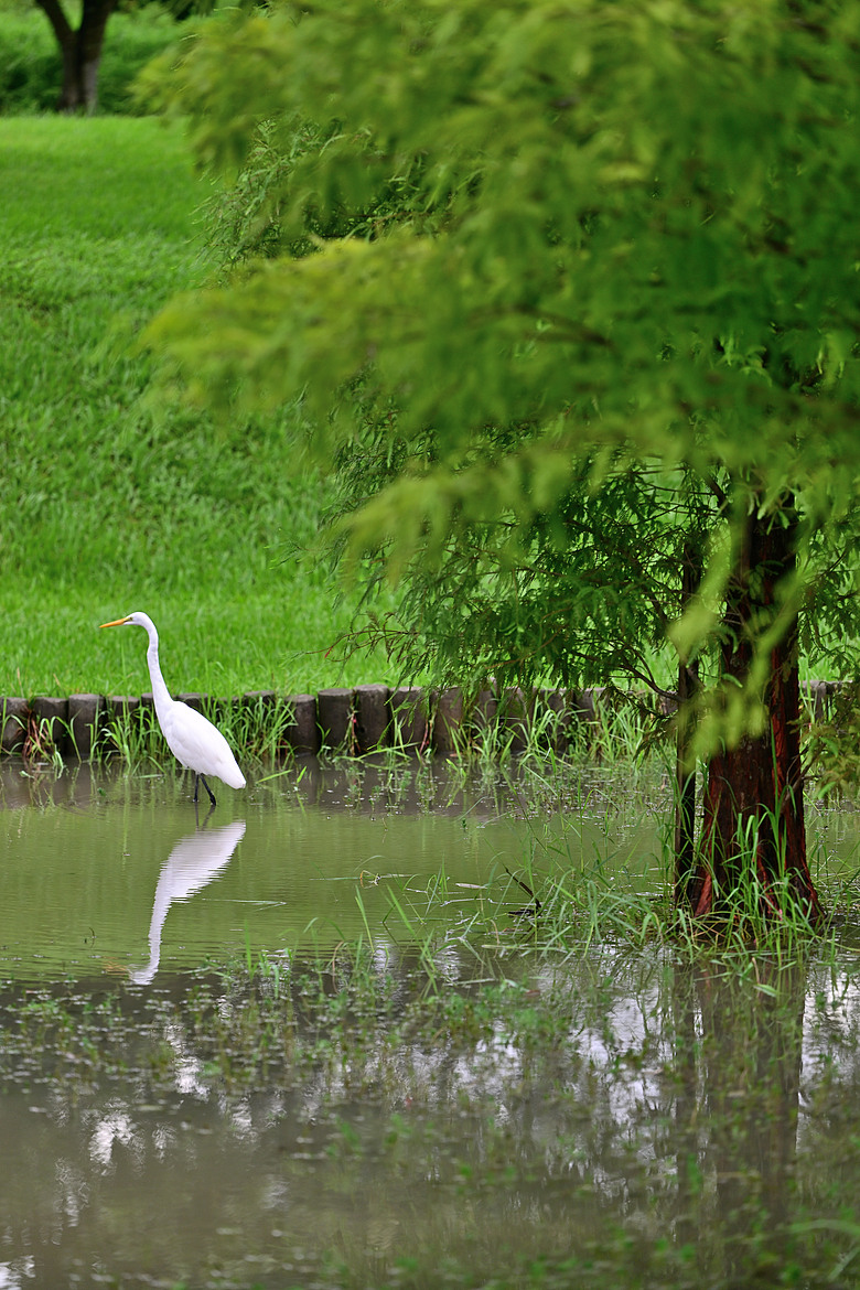 點我看大圖 以水為主題開箱Nikon 70-200mm F2.8 SII,崁頂滯洪池、石門水庫排洪、三坑紅橋、山豬湖、月眉落羽松及中庄調整池。
