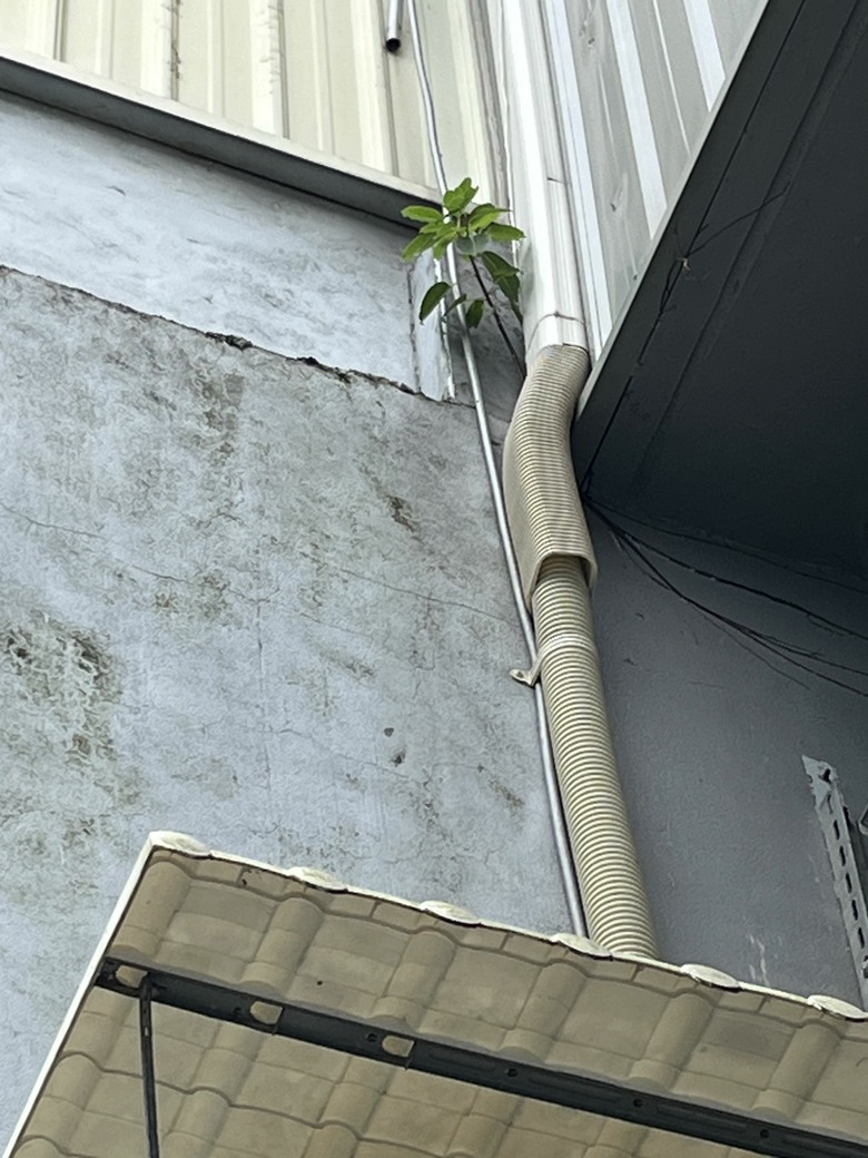 三樓陽台長榕樹苗要如何清除