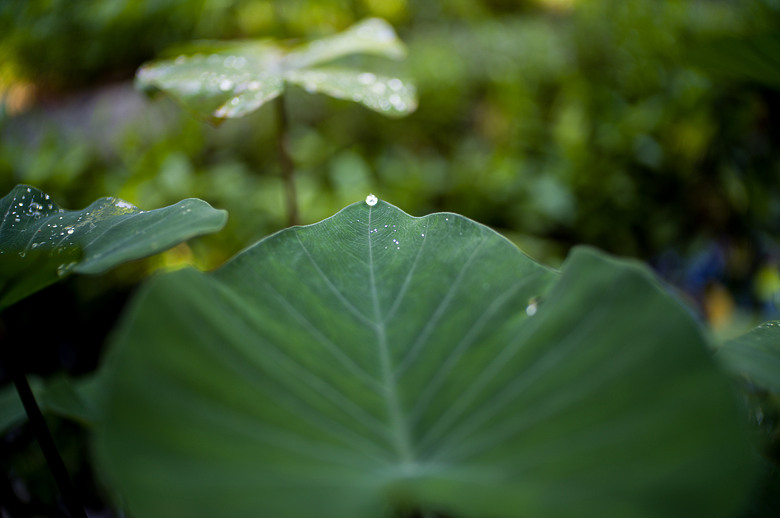 Leica Noctilux-M 35mm f1.2 簡單使用分享