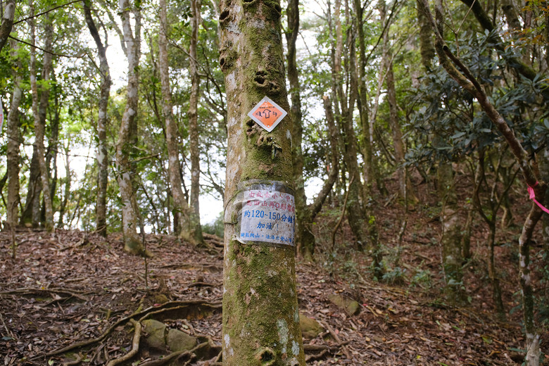 【高島縱走】走進六星級柳杉森林，一日高台山與島田三山