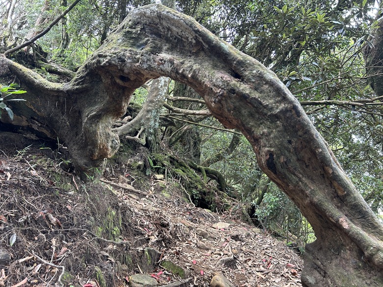 苗 栗 最 高 峰 加 里 山 ( 台 版 富 士 山 )