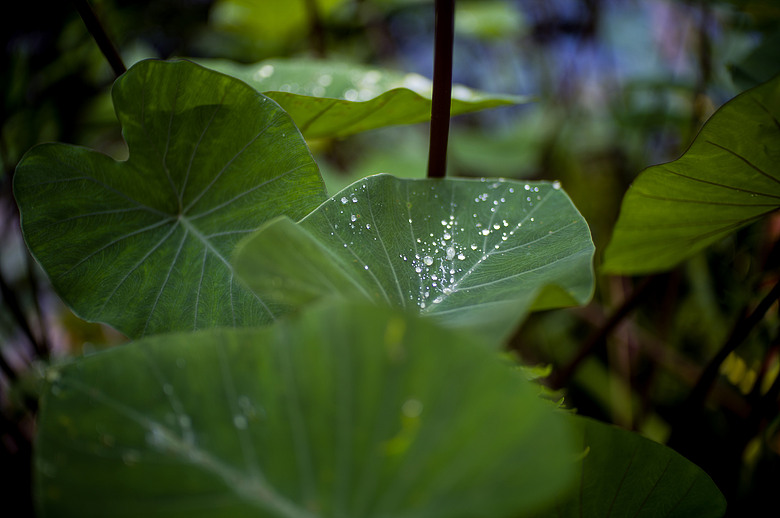 Leica Noctilux-M 35mm f1.2 簡單使用分享