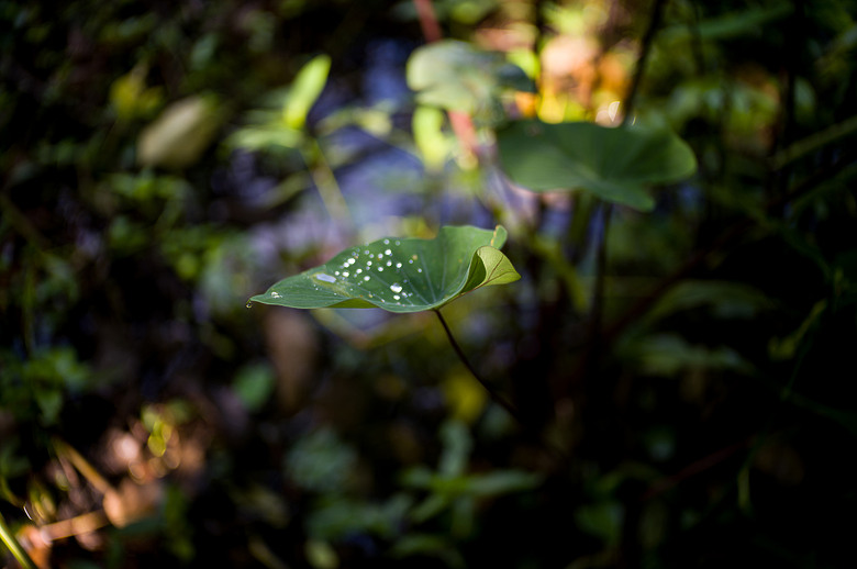Leica Noctilux-M 35mm f1.2 簡單使用分享