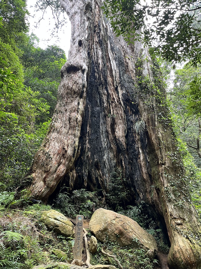 【北得拉曼尋神木】霧裡走進四大天王｜12公里森林健行＋內灣剉冰的夏日小旅行
