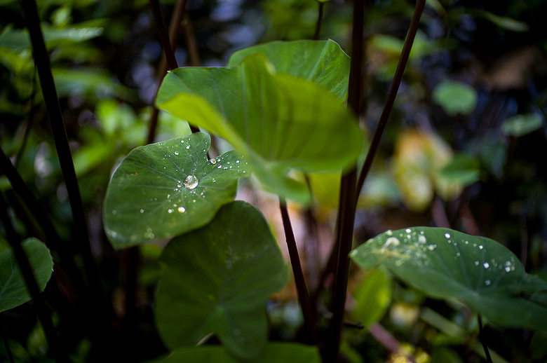 Leica Noctilux-M 35mm f1.2 簡單使用分享