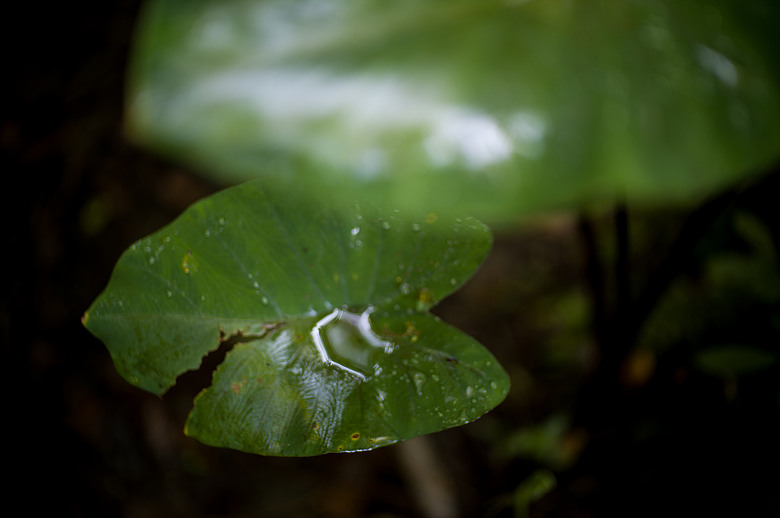 Leica Noctilux-M 35mm f1.2 簡單使用分享