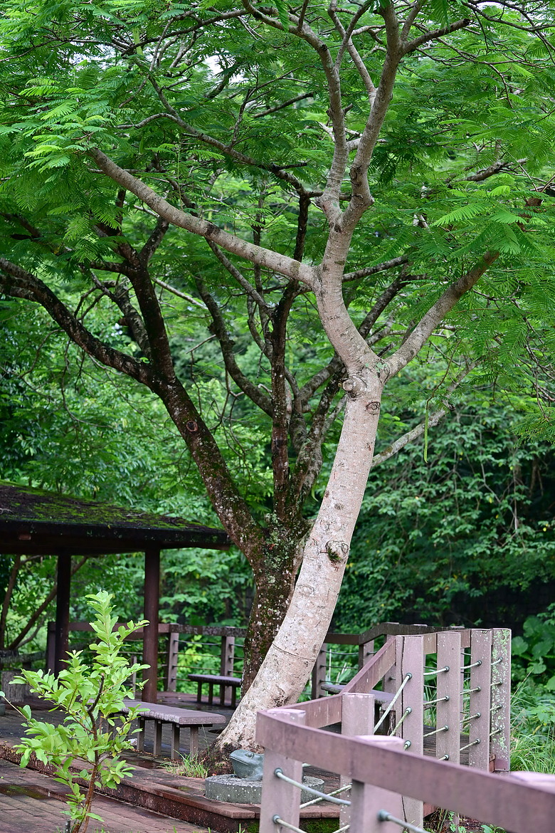 點我看大圖 以水為主題開箱Nikon 70-200mm F2.8 SII,崁頂滯洪池、石門水庫排洪、三坑紅橋、山豬湖、月眉落羽松及中庄調整池。