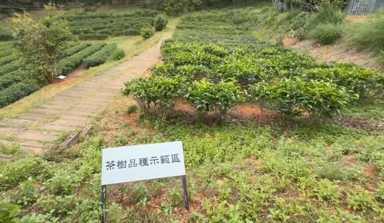 銅鑼半日遊懶人包！走進最 Chill 的綠意茶廠品茗，再爆吃超高 CP 值在地美食！