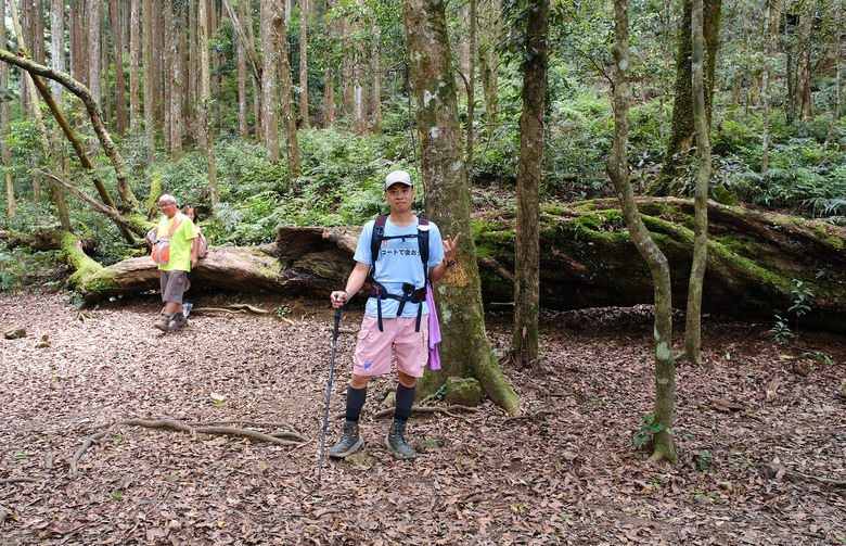 【高島縱走】走進六星級柳杉森林，一日高台山與島田三山