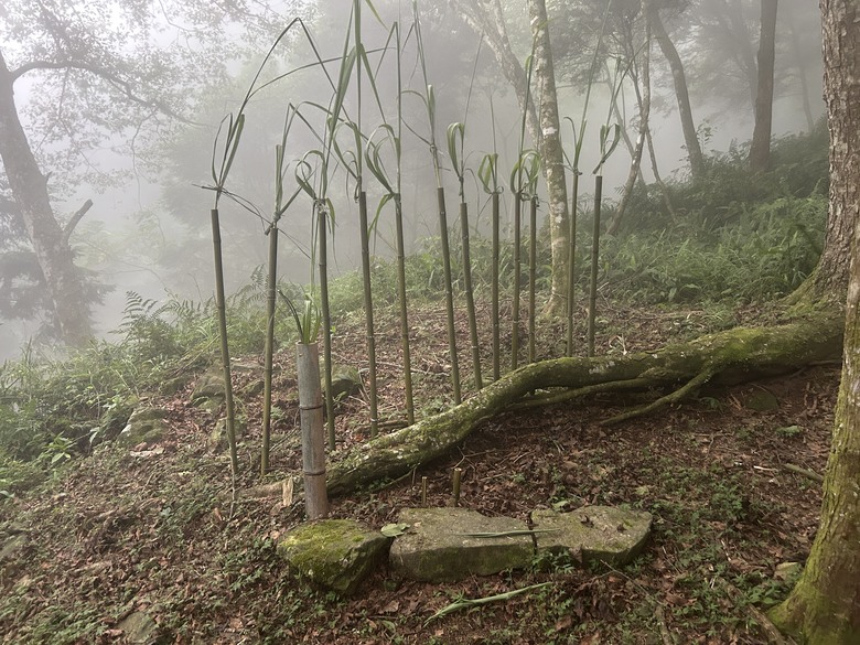 苗 栗 最 高 峰 加 里 山 ( 台 版 富 士 山 )