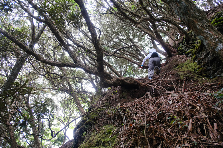 【高島縱走】走進六星級柳杉森林，一日高台山與島田三山