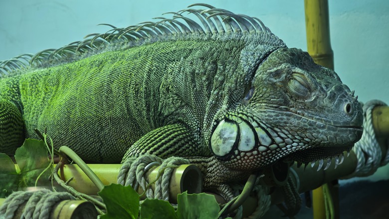 另類的父親節 - 台北市立動物園 "夜之動物園" 遊記分享~