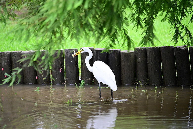 點我看大圖 以水為主題開箱Nikon 70-200mm F2.8 SII,崁頂滯洪池、石門水庫排洪、三坑紅橋、山豬湖、月眉落羽松及中庄調整池。