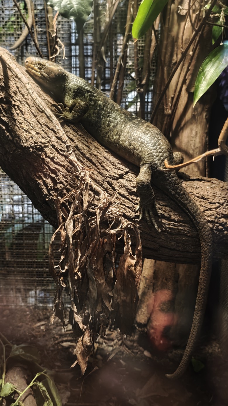 另類的父親節 - 台北市立動物園 "夜之動物園" 遊記分享~