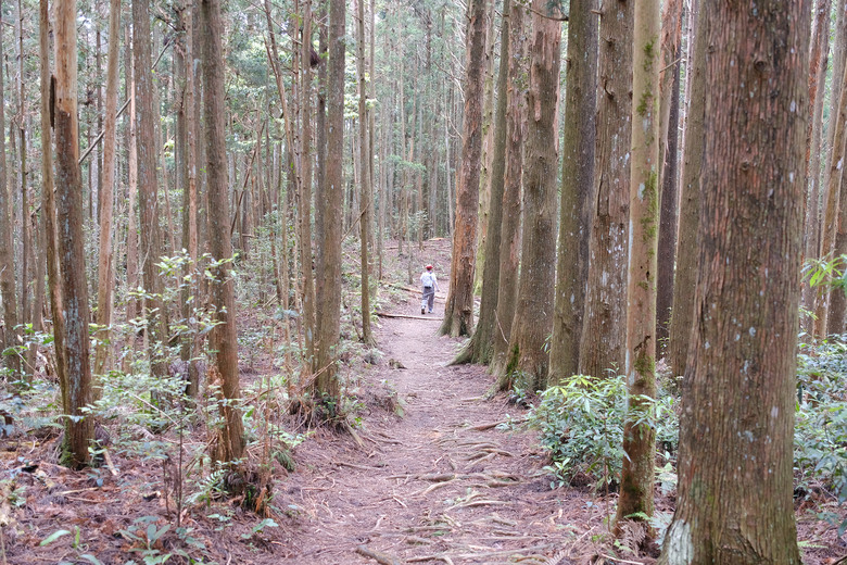 【高島縱走】走進六星級柳杉森林，一日高台山與島田三山