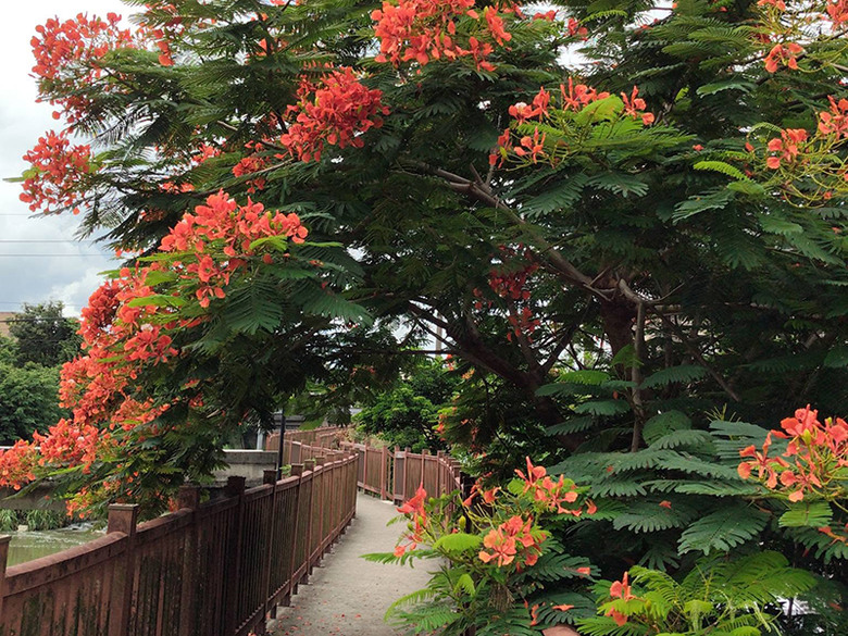８月底還能追鳳凰花！桃園楊梅二度盛開 火紅樹冠垂落步道！