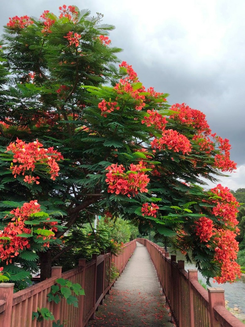 ８月底還能追鳳凰花！桃園楊梅二度盛開 火紅樹冠垂落步道！