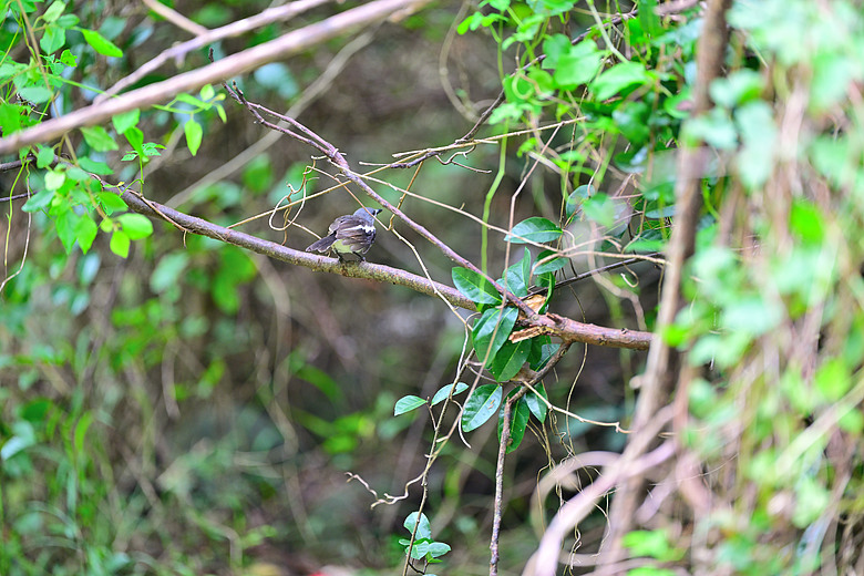 點我看大圖 以水為主題開箱Nikon 70-200mm F2.8 SII,崁頂滯洪池、石門水庫排洪、三坑紅橋、山豬湖、月眉落羽松及中庄調整池。