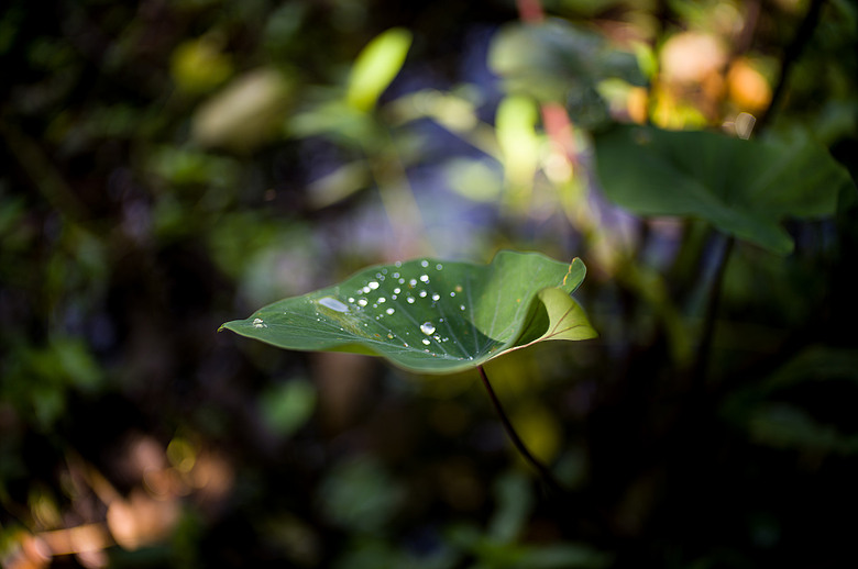 Leica Noctilux-M 35mm f1.2 簡單使用分享