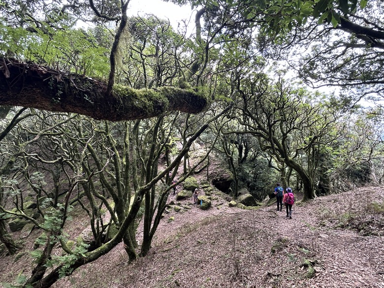 苗 栗 最 高 峰 加 里 山 ( 台 版 富 士 山 )