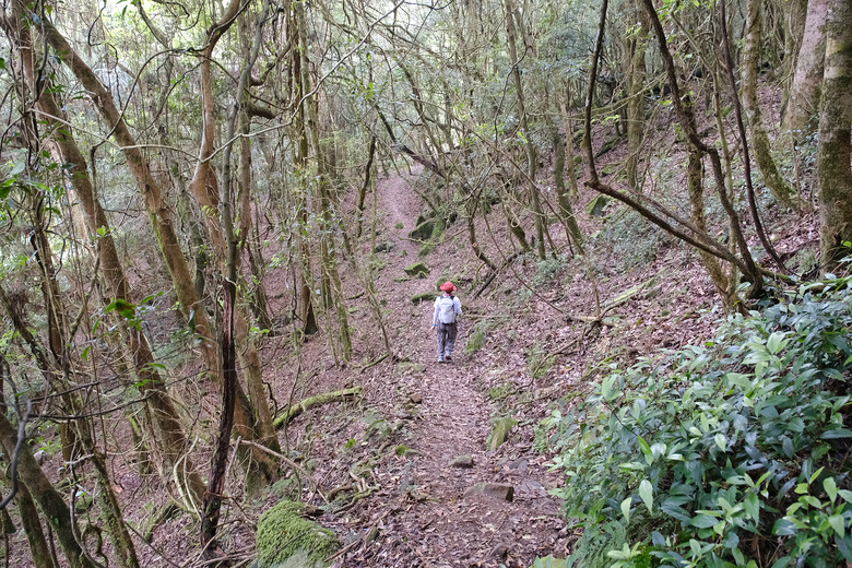 【高島縱走】走進六星級柳杉森林，一日高台山與島田三山